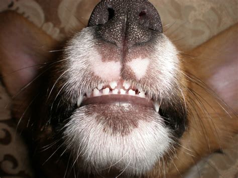 What Do I Do If My Puppy Has A Loose Tooth