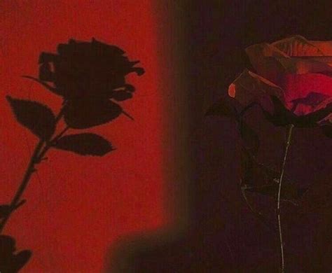 Red Rose Rose Shadow Red Aesthetic Aesthetic Colors Rainbow Aesthetic