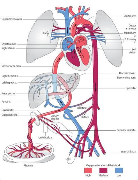 Ductus Venosus Ductus Arteriosus And Foramen Ovale