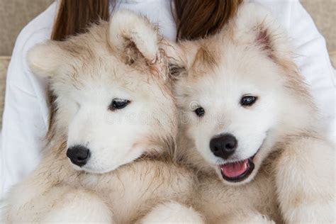 Samoyed Dogs Stock Photo Image Of Laika Animal Nose 31778684