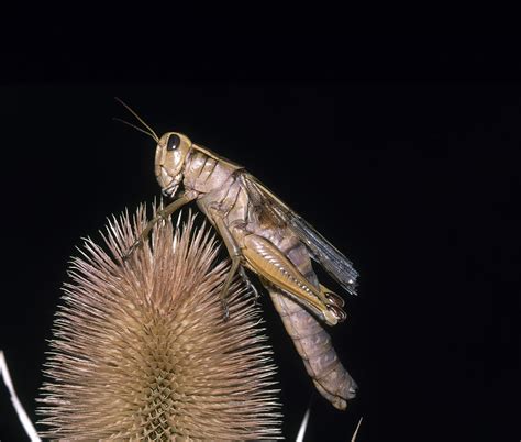 Differential Grasshopper Photograph By Robert J Erwin Fine Art America