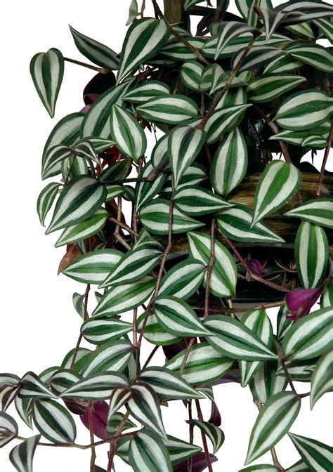10 Best Trailing Plants To Create Your Own Indoor Jungle Trailing