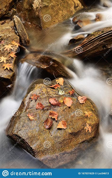 Red Autumn Leaf On A Rock Near A Waterfall Stock Image Image Of Flow