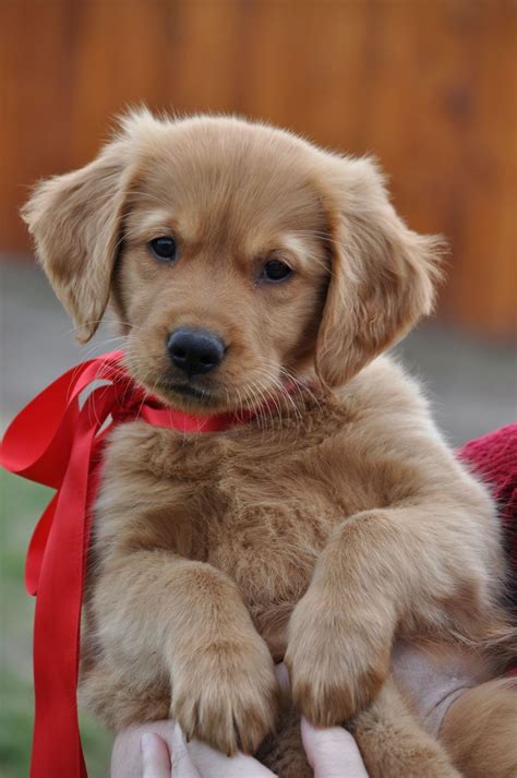 They get along well with children, other dogs, and other the other dog breed in the cross could provide some other traits and variations to this, but your golden retriever mix puppy should have a similar. Dark Golden Retriever Puppies Florida | Top Dog Information