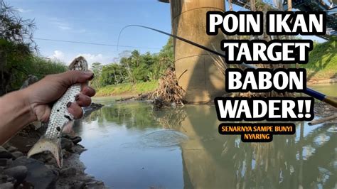 Teknik Agar Poin Babon Wader Mancing Wader Di Spot Sungai Bogowonto