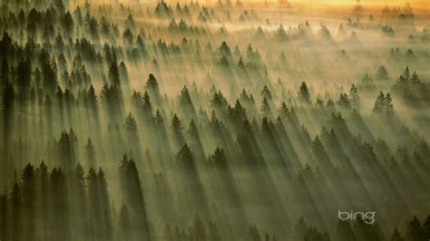 Vaste Forêt Mai 2013 Bing Fond Décran Aperçu