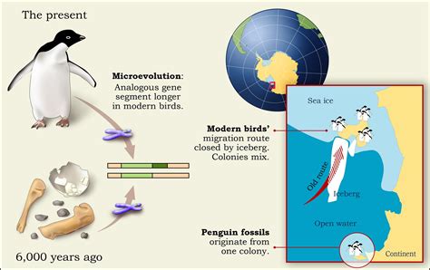 Multimedia Gallery Penguin Evolution And Migration Nsf National