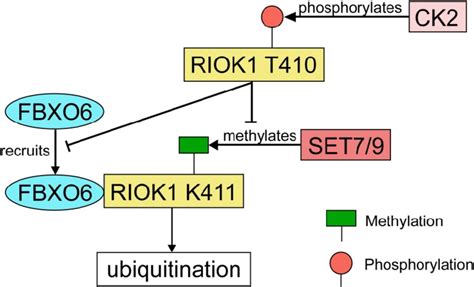 The Regulatory Network Of Riok1 By Set7 9 Fbxo6 And Ck2 Set7 9 Download Scientific Diagram