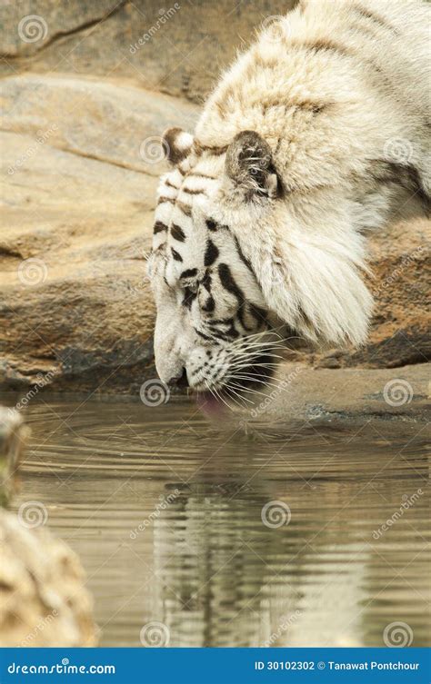 White Tiger Drinking Water Stock Photo Image Of Large 30102302