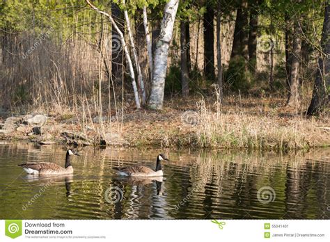 Two Canadian Geese On A Pond Stock Image Image Of Shoreline Geese