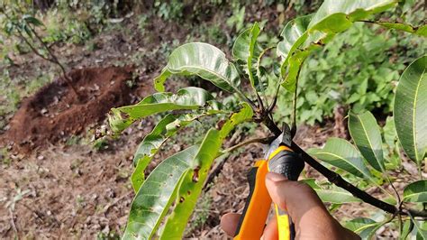 How To Pruning Mango Tree Part 1 Haapus Mango Ki Nayee Branches Aane