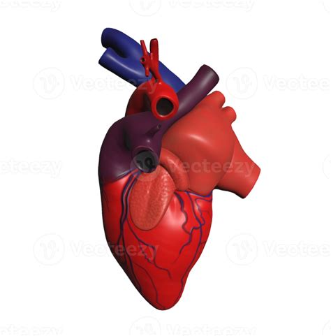 Ilustración Minimalista Del Modelo 3d Del Corazón Humano 15312030 Png
