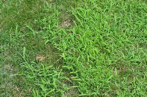 Crabgrass Is A Grassy Weed That Emerges From Seed