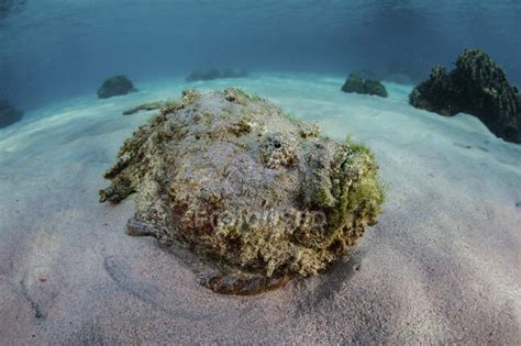 Pez Piedra Que Pone En El Fondo Del Mar Arenoso — Bajo El Agua Bajo El