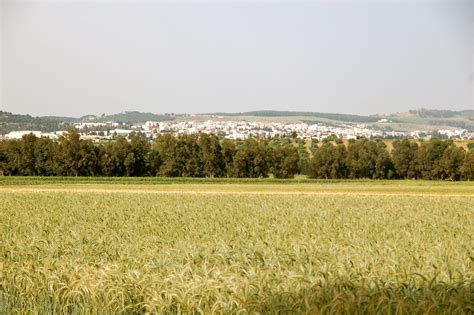 Agriculture En Tunisie — Wikipédia