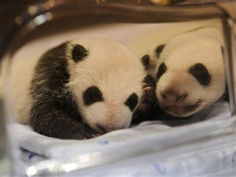 Baby Panda Twins Born In Madrid Zoo Photo 4 Cbs News