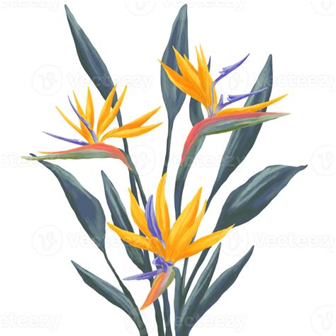 Bird Of Paradise Strelitzia Flower Digital Painting Png