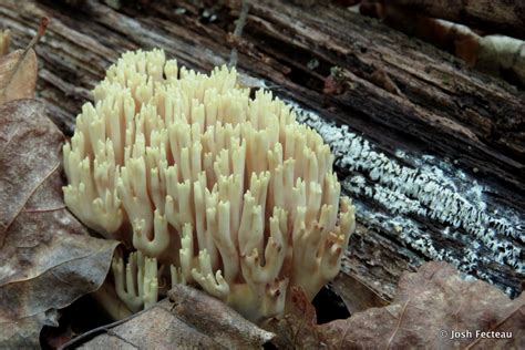 Mushrooms Coral Fungi Josh Fecteau