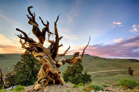 The Worlds 10 Oldest Living Trees