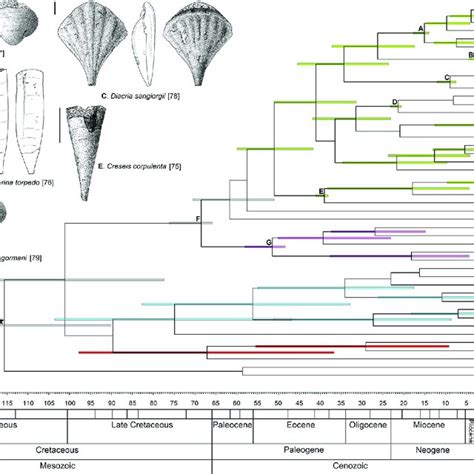Fossil Calibrated Phylogeny Of Pteropods 46 Taxa Maximum One Sequence