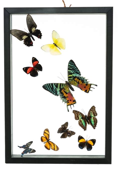 Real Butterfly Framed Wall Art Free Shipping 9 Count Real Framed