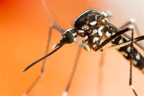 Invasive Asian Tiger Mosquito Discovered In Wayne County