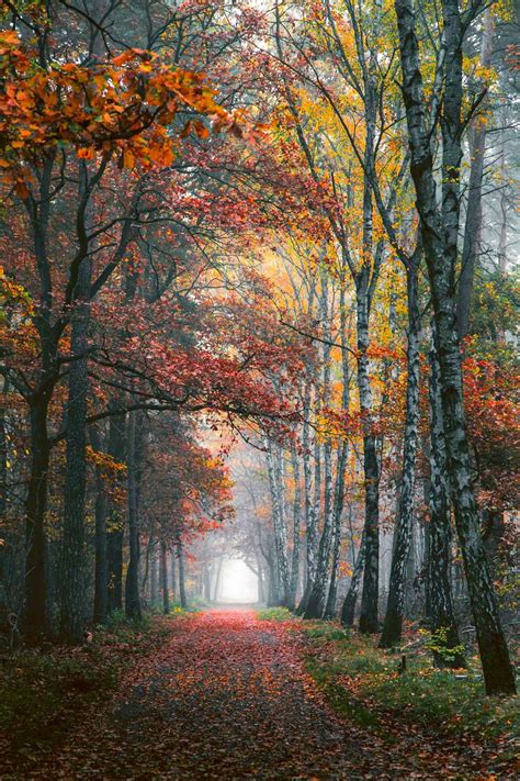 Autumn Path Germany By Denny Bitte Germanytravel Beautiful