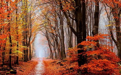 Nature Landscape Fall Forest Leaves Mist Path Trees