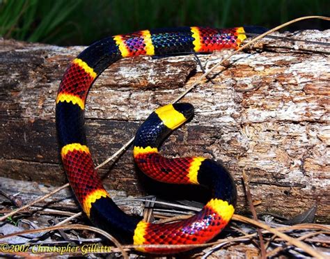 Coral Snake Generally True But Not For A Species Of Coral Snakes
