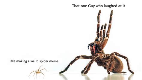 spidermeme spidermeme does whatever a spider does r memes