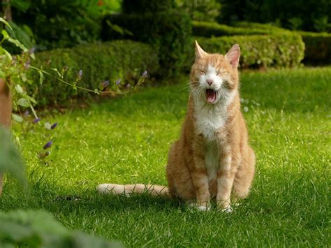 Waarom Gaat Mijn Kat De Tuin In De Beste Manieren Om Katten Buiten Te