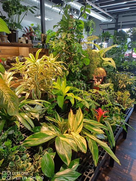 Let It Grow | Hutchinson MN