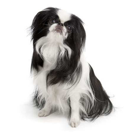 Japanese Chin Dog Breed Information Purina