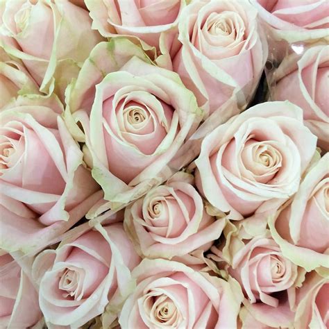 Rona Wheeldon On Instagram Stunning Sweet Avalanche Roses At New