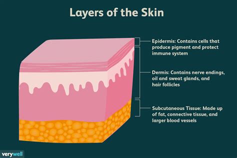 30 Label The Parts Of The Skin And Subcutaneous Tissue Labels