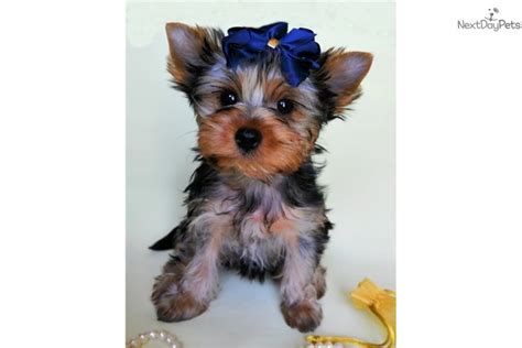 Marilyn Yorkshire Terrier Yorkie Puppy For Sale Near Moscow Russian