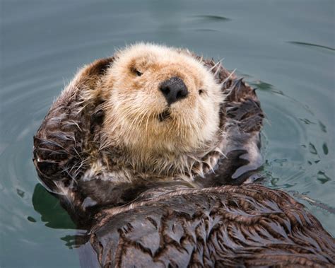 Otter Ly Adorable Climate Change Warriors May Save Californias Coastal