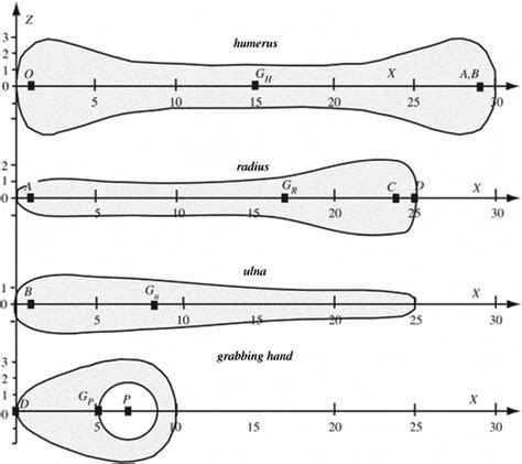 Main Dimensions Of The Upper Limb Bones In A 173 M Tall Man 27