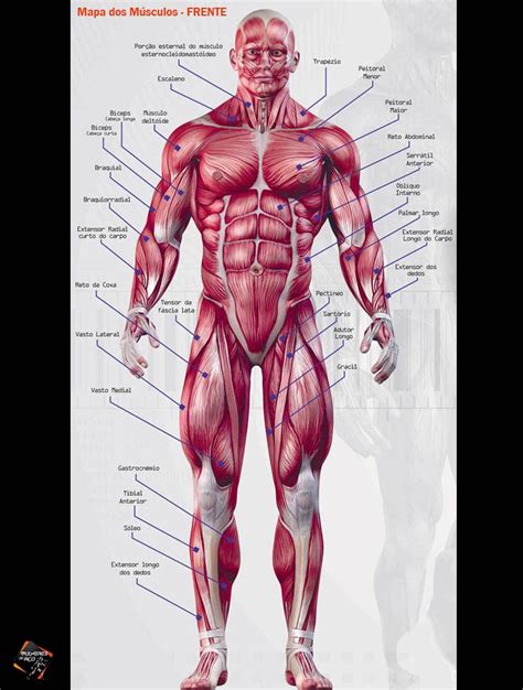 Mapa Do Corpo Humano Sistema Muscular Anatomia Parcelamento Sem Juros The Best Porn Website