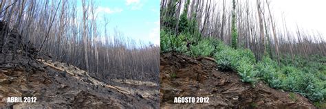 We did not find results for: ADEGA esixe á Xunta que protexa e poña en valor o bosque ...