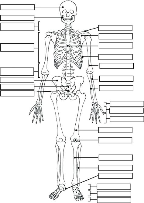 Free Printable Anatomy Worksheets Human Anatomy Color Vrogue Co