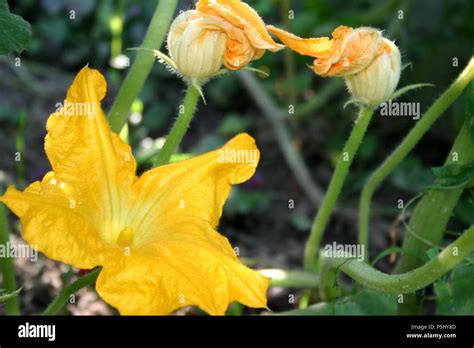 Pumpkin Vine Leaves High Resolution Stock Photography And Images Alamy
