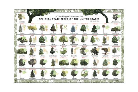 Trees Of North America State Trees Of The United States Tree
