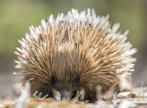 Top 10 Cutest Australian Animals Puresa