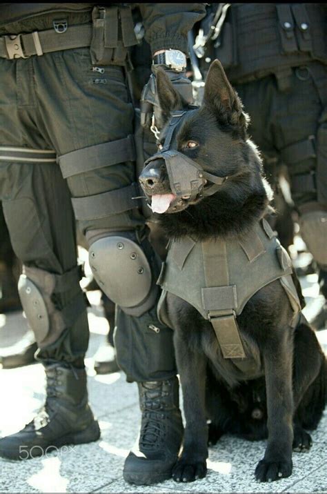 Black German Shepherd Military Working K9 Hero And May God Bless You