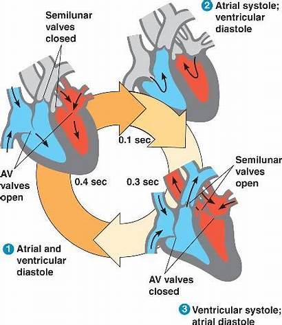 Cardiac Cycle Biology Valves Semilunar Circulatory Close