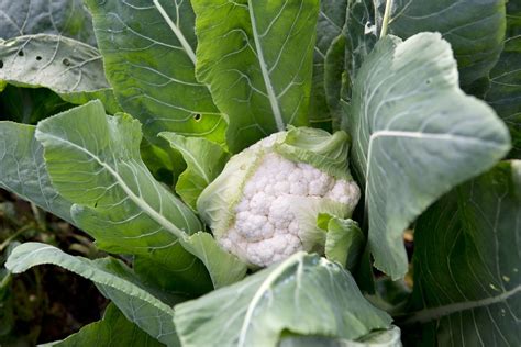 How To Grow Cauliflowers Bbc Gardeners World Magazine