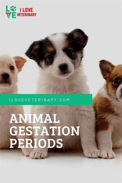 Mammals Gestation Period Pets Lovers
