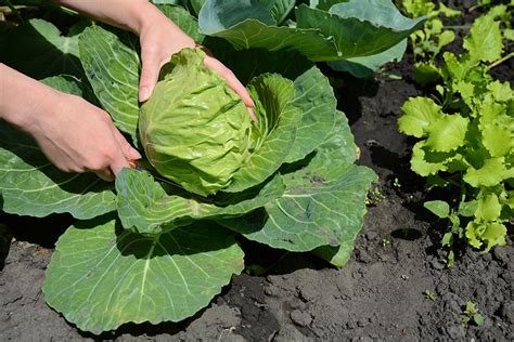 Growing Cabbage How To Plant Grow And Harvest Cabbage Successfully