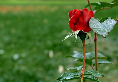 Royalty Free Photo Shallow Focus Photography Of Red Rose Pickpik